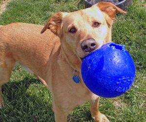 Your Dog Will Love A Kennel While You Vacation