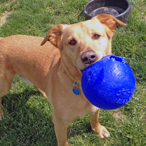 Your Dog Will Love A Kennel While You Vacation